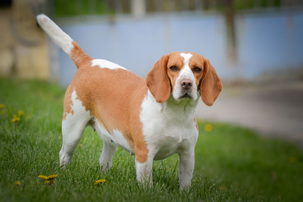 Les Beagle de l'affixe Le Bonheur De Laé