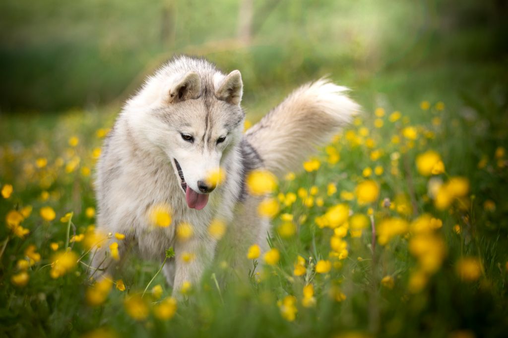 Le Bonheur De Laé - Chiot disponible  - Siberian Husky