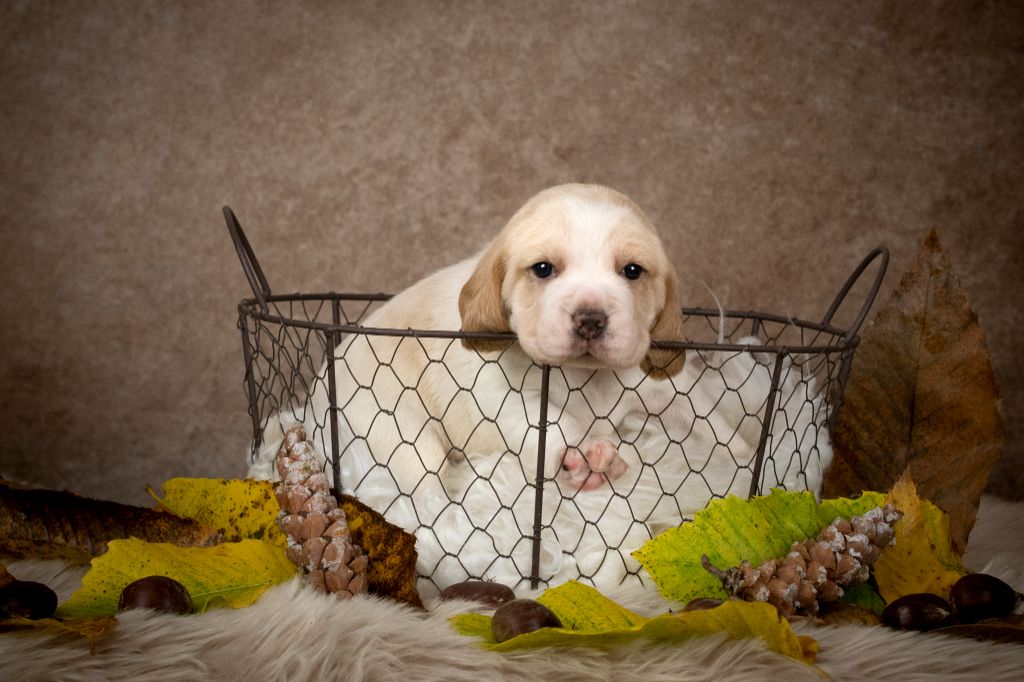 Le Bonheur De Laé - Chiot disponible  - Beagle