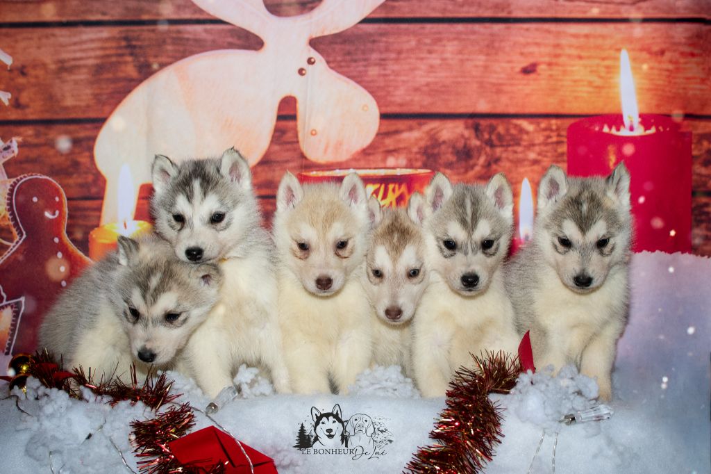 chiot Siberian Husky Le Bonheur De Laé