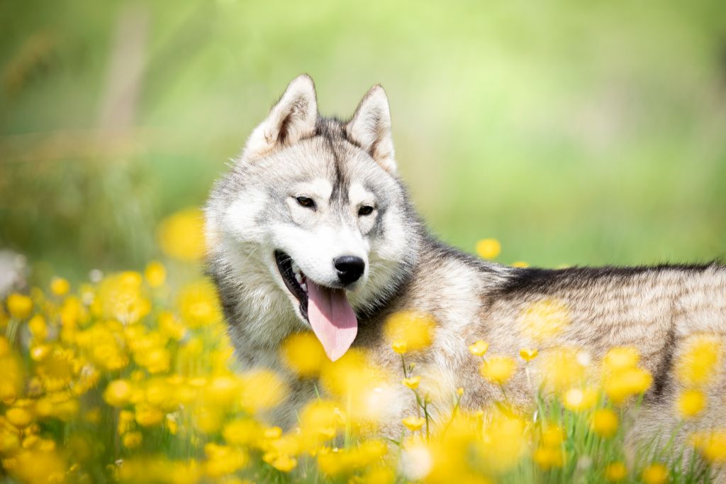 Le Bonheur De Laé - Chiot disponible  - Siberian Husky