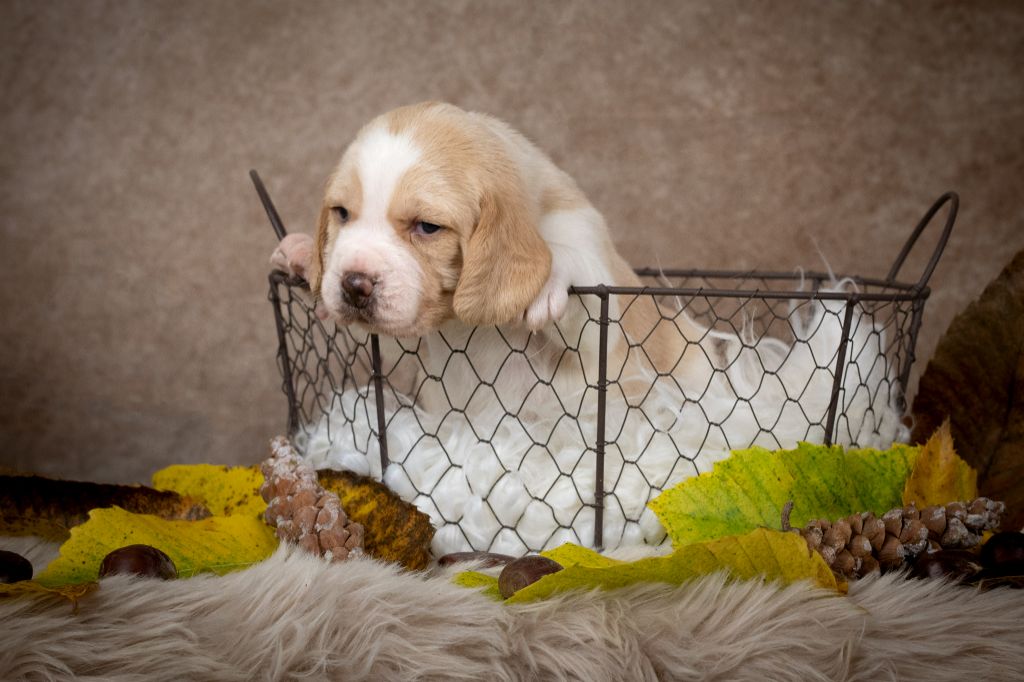 Le Bonheur De Laé - Chiot disponible  - Beagle