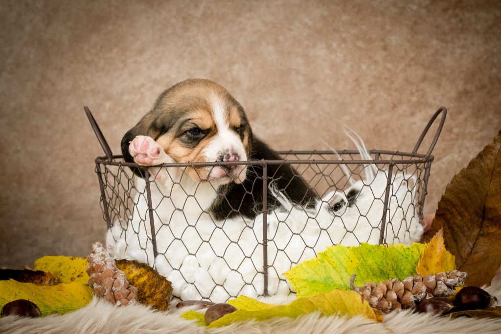 Le Bonheur De Laé - Chiot disponible  - Beagle