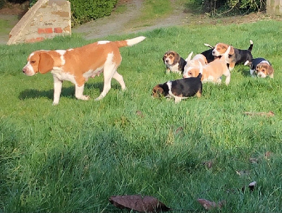 Le Bonheur De Laé - Beagle - Portée née le 14/01/2022