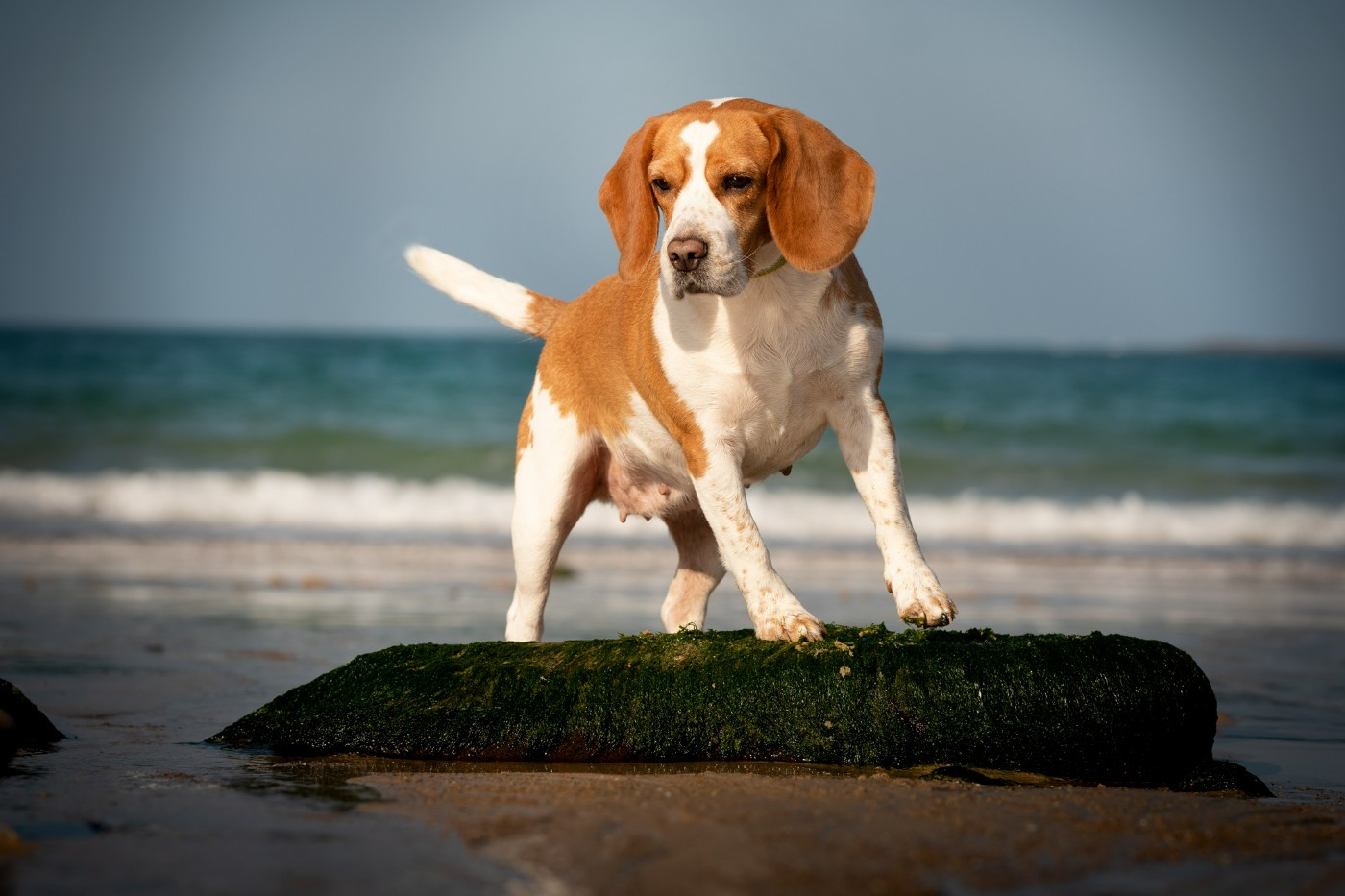 Pepite De La Lisardière