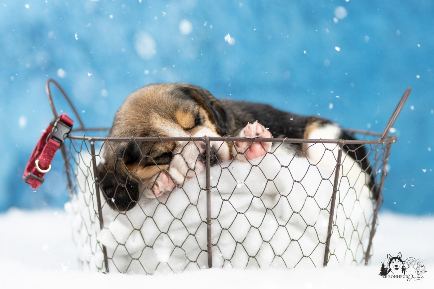 Le Bonheur De Laé - Chiots disponibles - Beagle