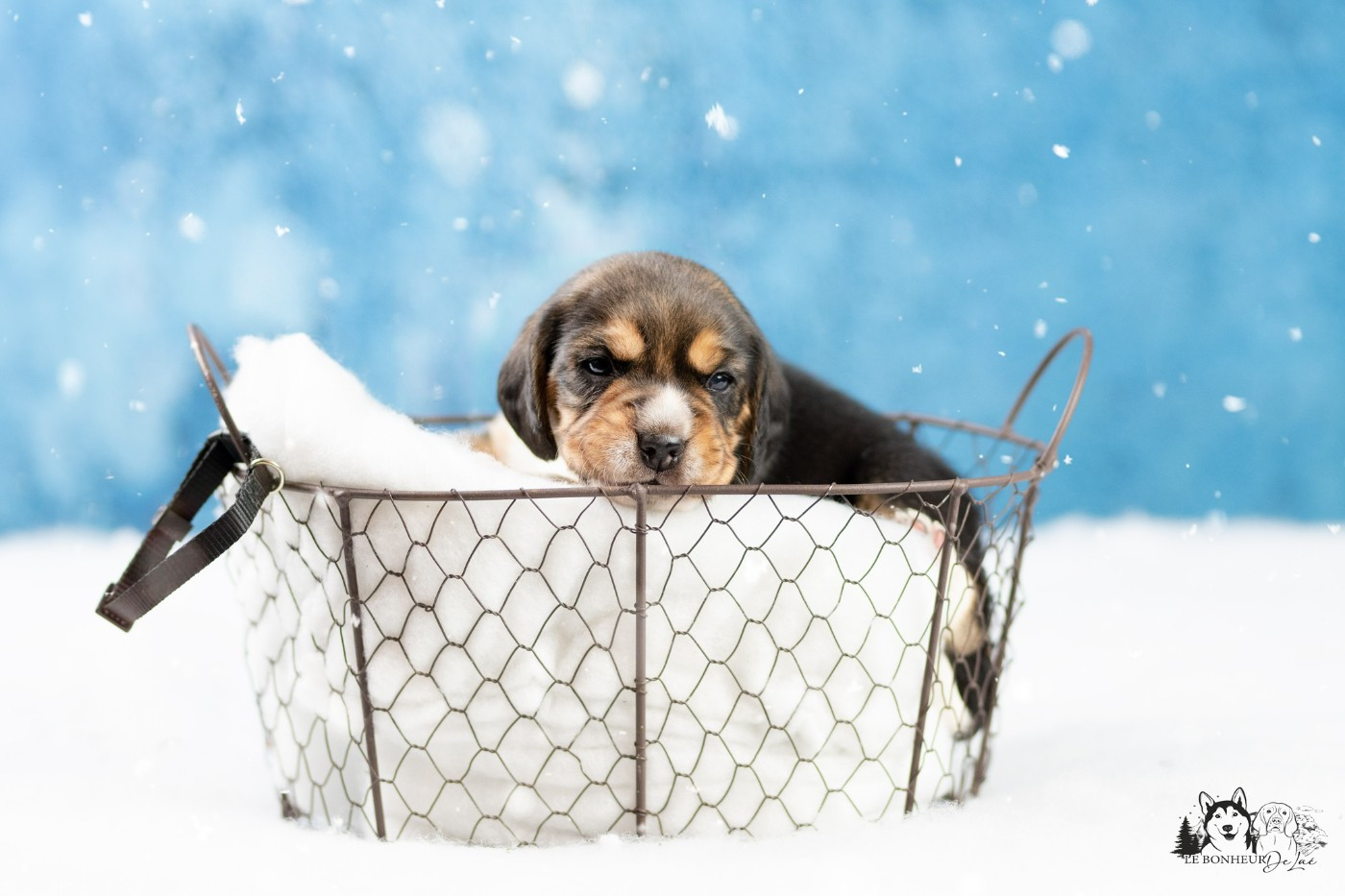 Le Bonheur De Laé - Chiots disponibles - Beagle