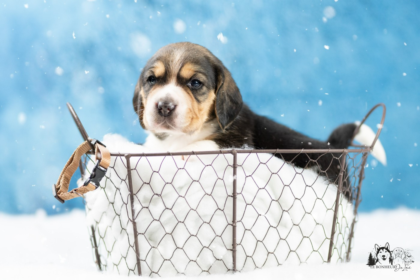 Le Bonheur De Laé - Chiots disponibles - Beagle