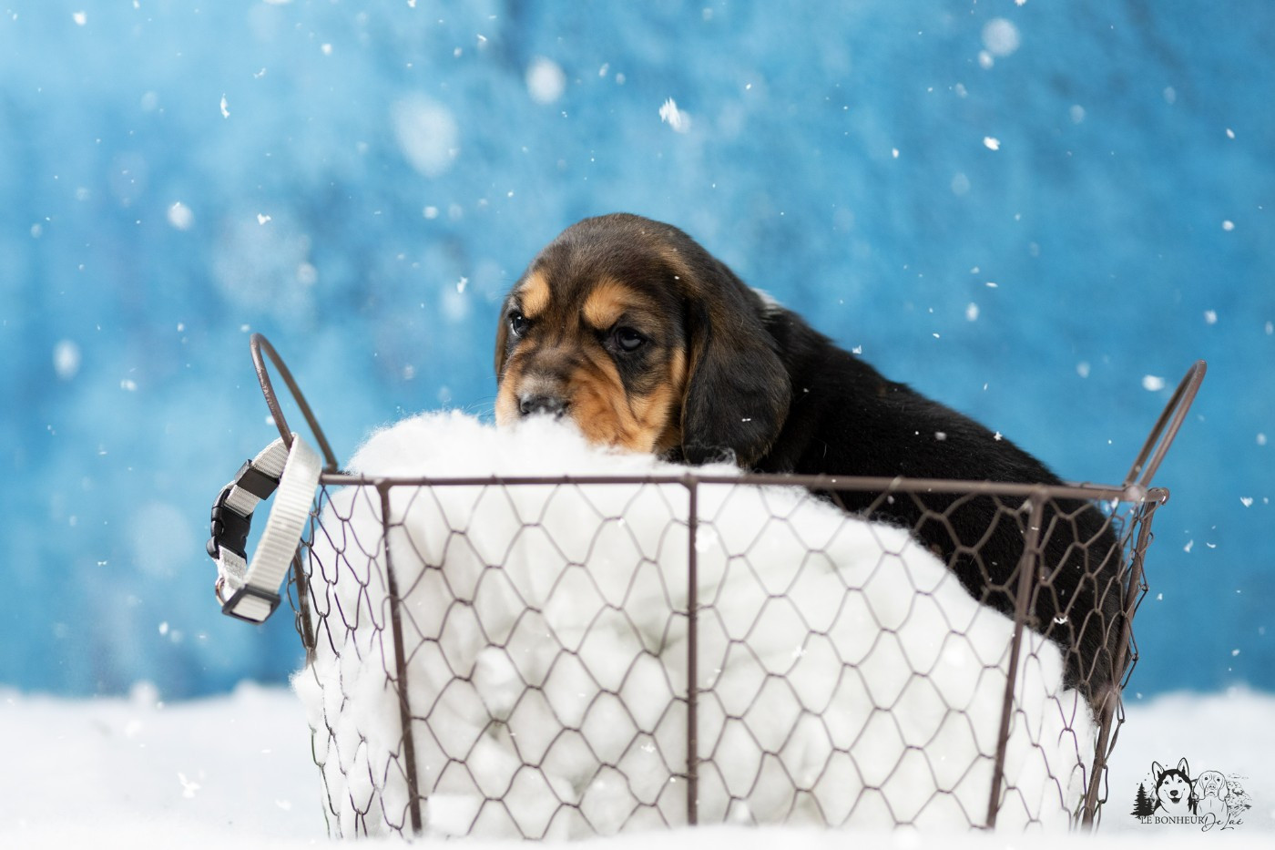 Le Bonheur De Laé - Chiots disponibles - Beagle