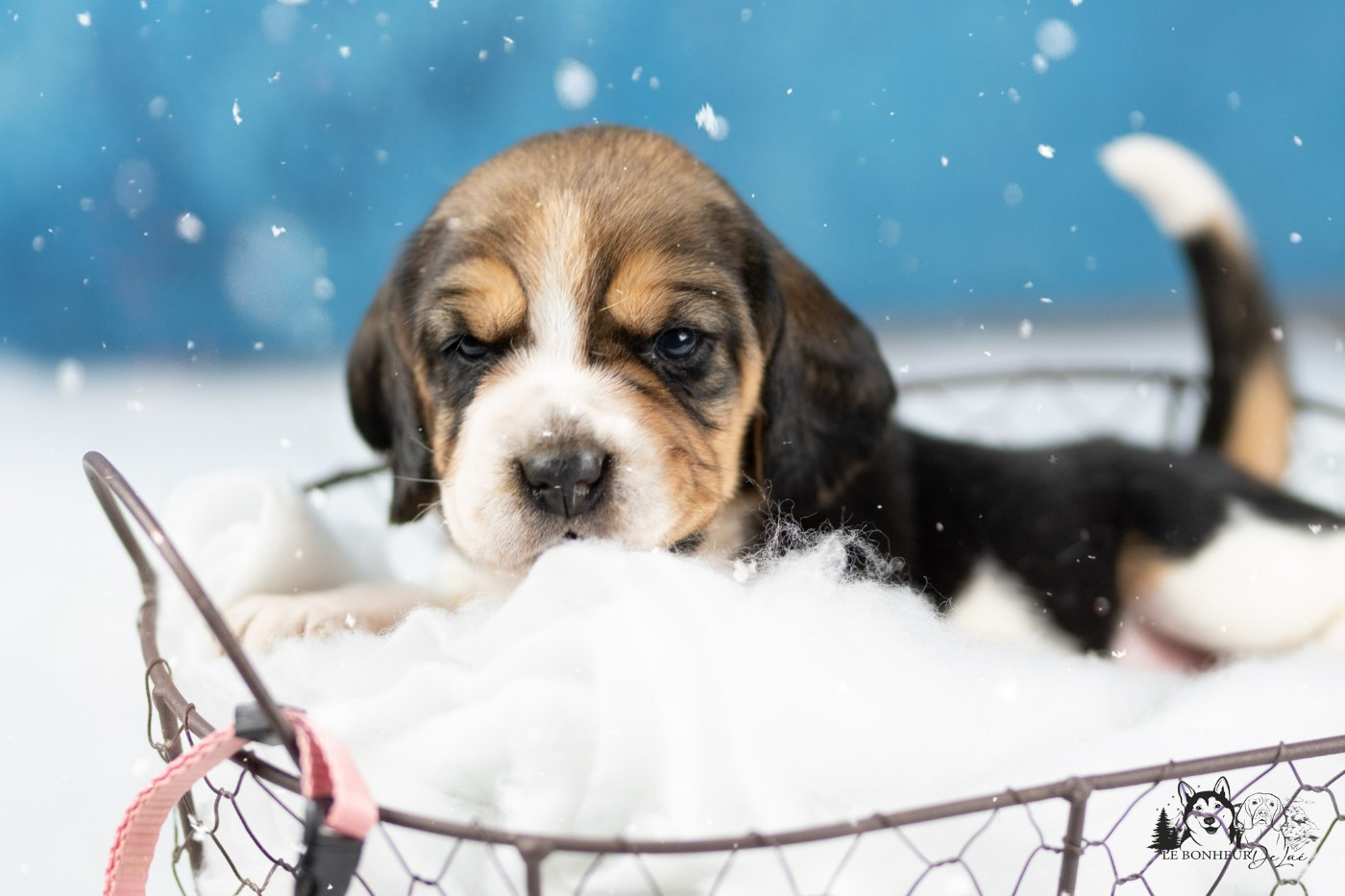 Le Bonheur De Laé - Chiots disponibles - Beagle