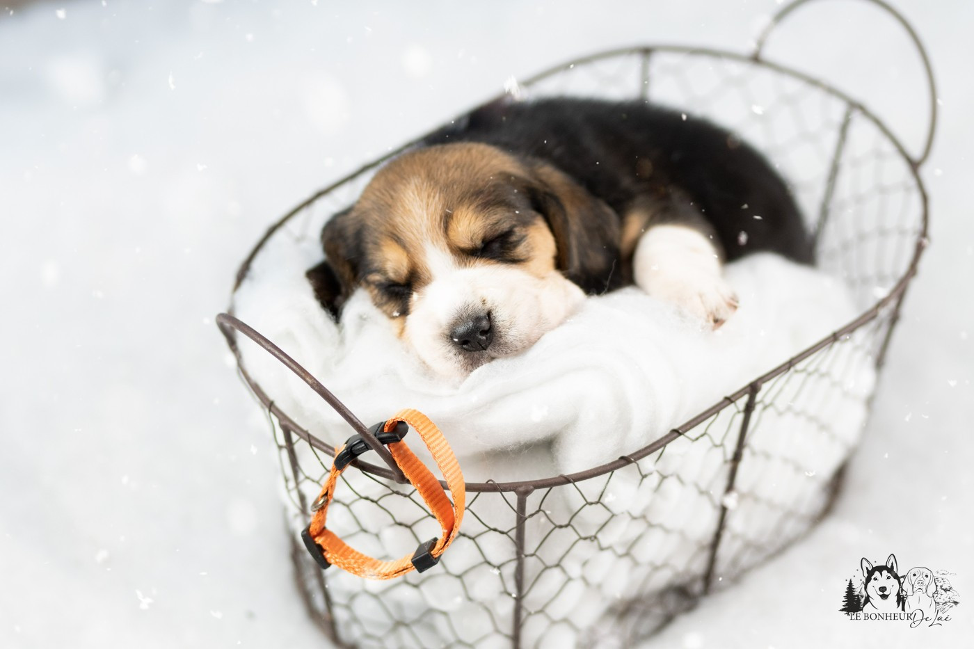 Le Bonheur De Laé - Chiots disponibles - Beagle