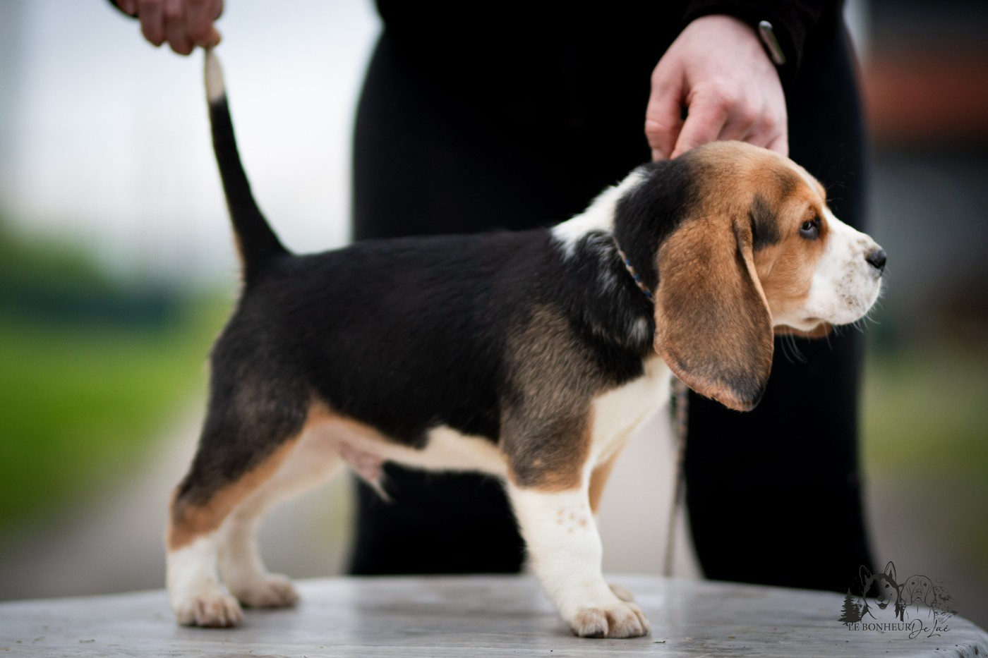 Le Bonheur De Laé - Chiots disponibles - Beagle