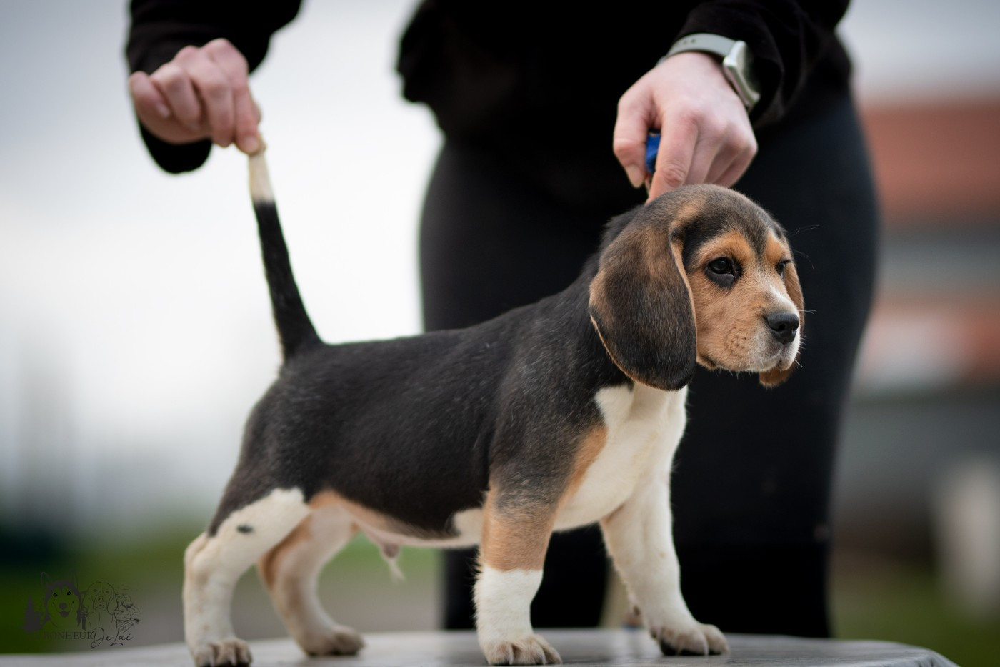 Le Bonheur De Laé - Chiots disponibles - Beagle