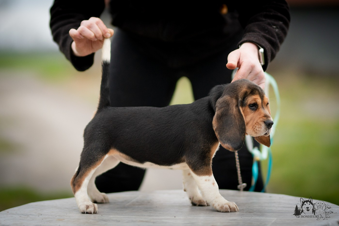 Le Bonheur De Laé - Chiots disponibles - Beagle