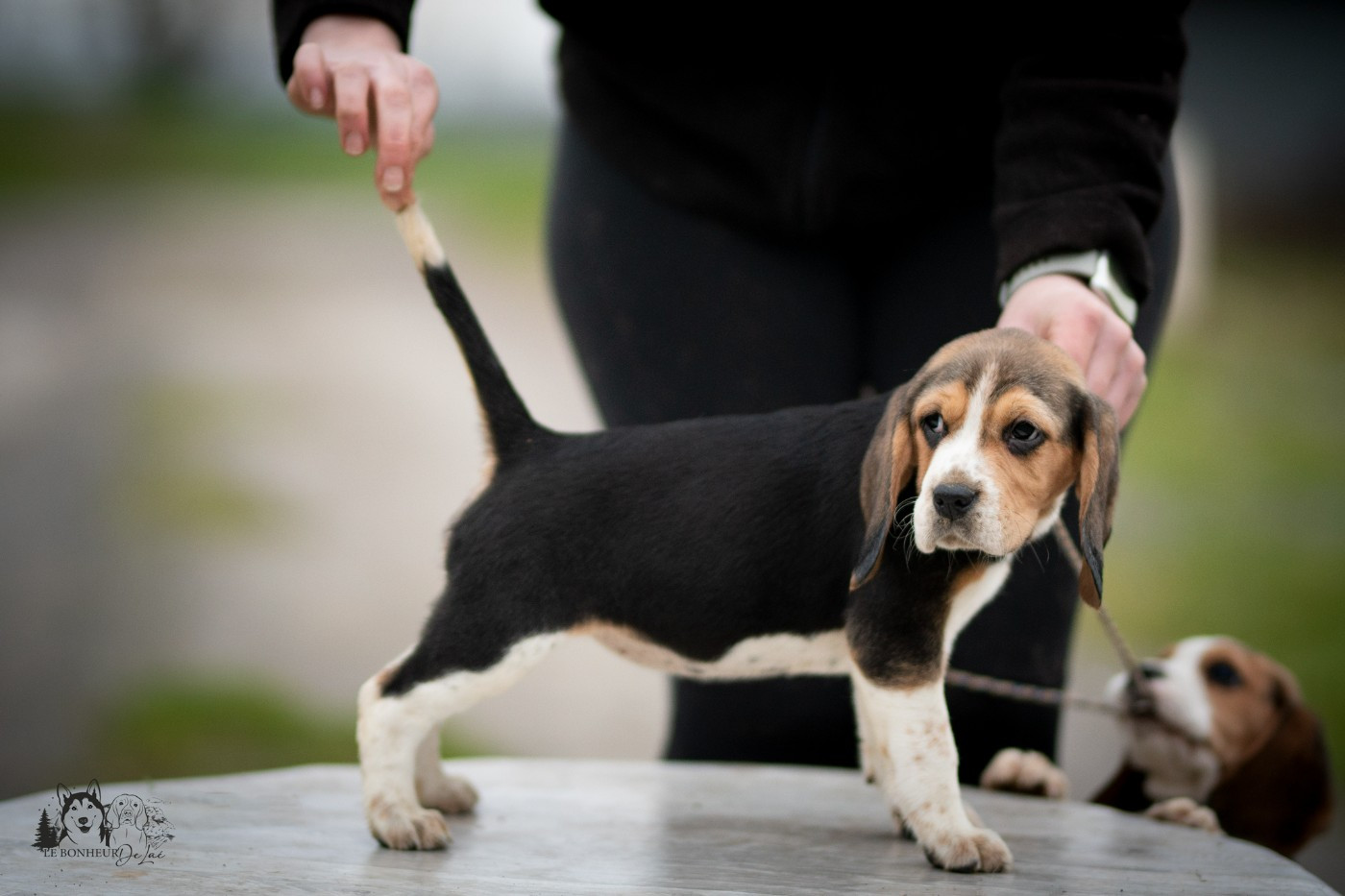 Le Bonheur De Laé - Chiots disponibles - Beagle