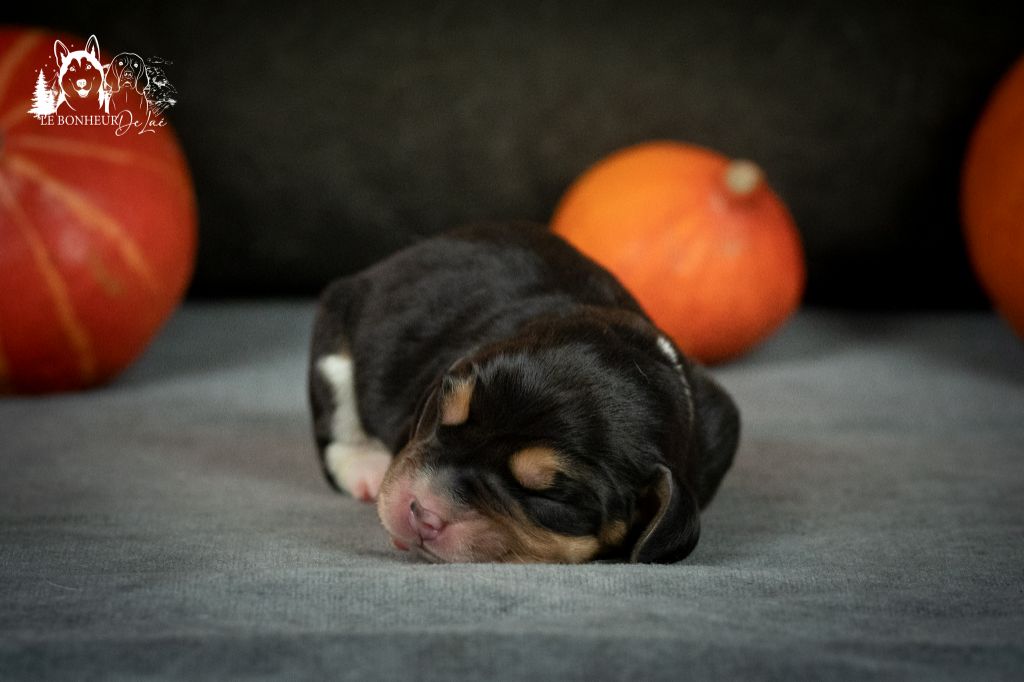 Le Bonheur De Laé - Chiots disponibles - Beagle