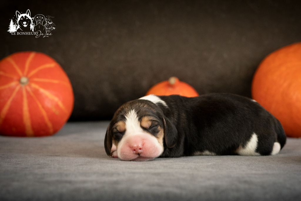 Le Bonheur De Laé - Chiots disponibles - Beagle