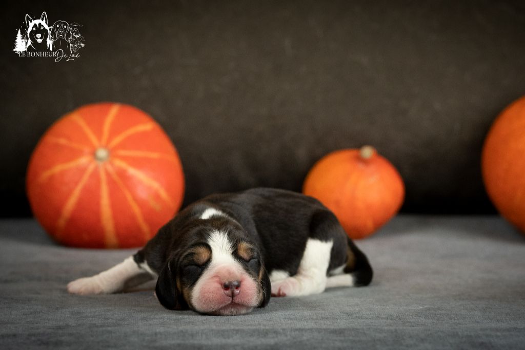 Le Bonheur De Laé - Chiots disponibles - Beagle