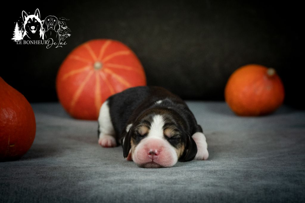 Le Bonheur De Laé - Chiots disponibles - Beagle