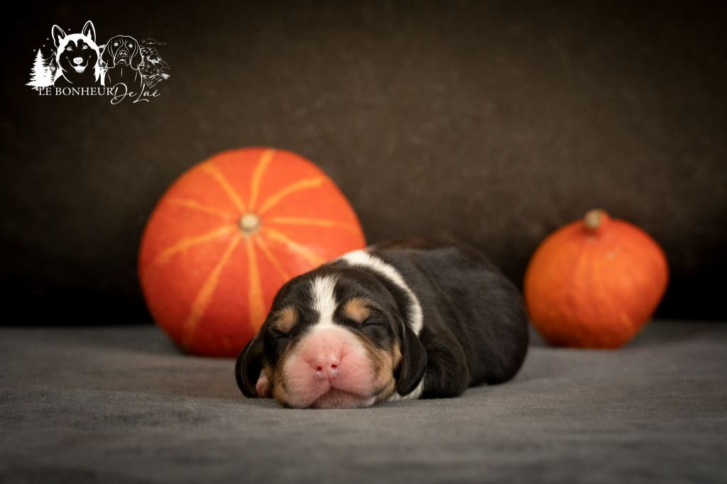 Le Bonheur De Laé - Chiots disponibles - Beagle