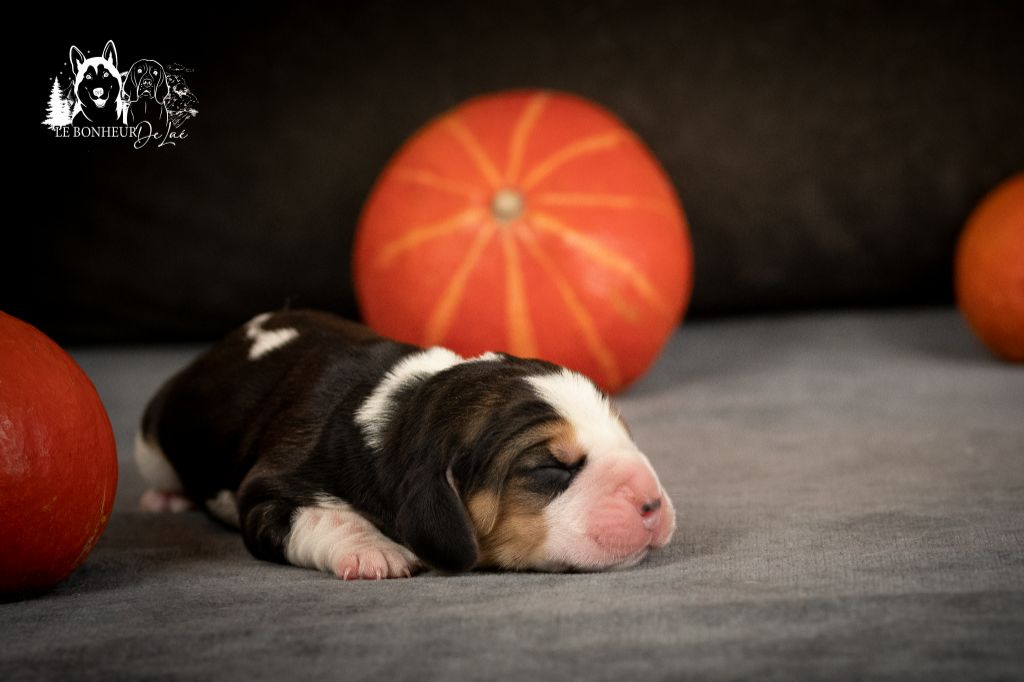 Le Bonheur De Laé - Chiots disponibles - Beagle