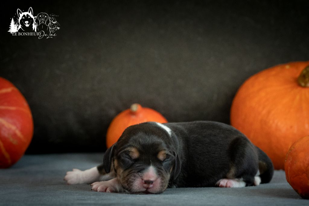 Le Bonheur De Laé - Chiots disponibles - Beagle
